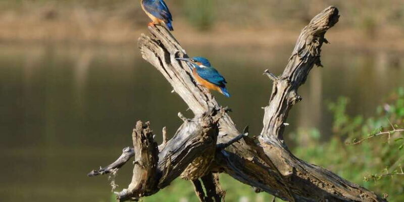 Yala Safari Tour from Hambantota Port area (Shore Excursion) - What Makes This Yala Safari Tour Stand Out?