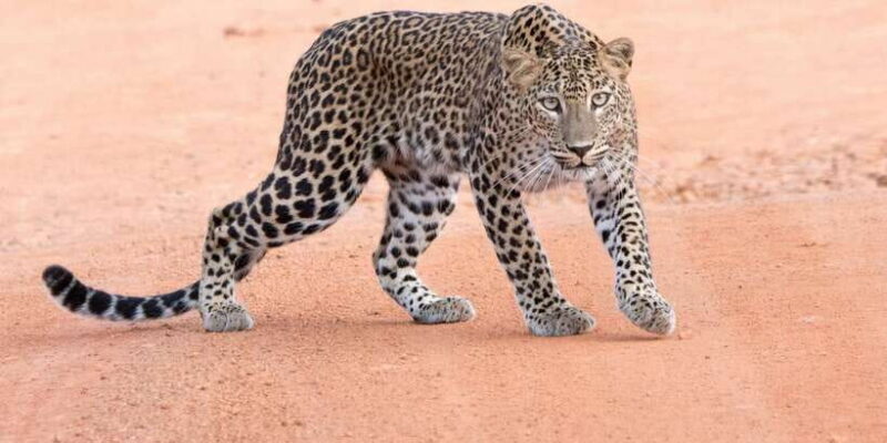Yala Safari Tour from Hambantota Port area (Shore Excursion) - Why This Tour Is Well Worth Considering