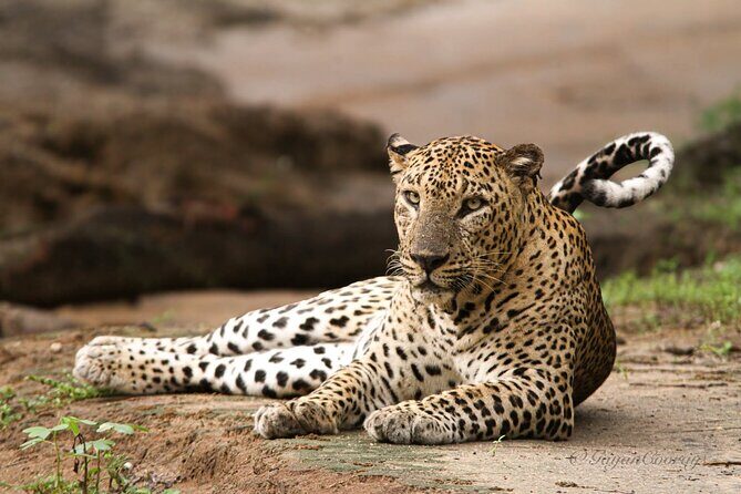 Yala safari Tours Morning /Afternoon /Fullday - Yala Safari Tours Morning /Afternoon /Fullday – An In-Depth Look