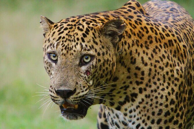 Yala safari Tours Morning /Afternoon /Fullday - Discovering Yala National Park: What You Can Expect
