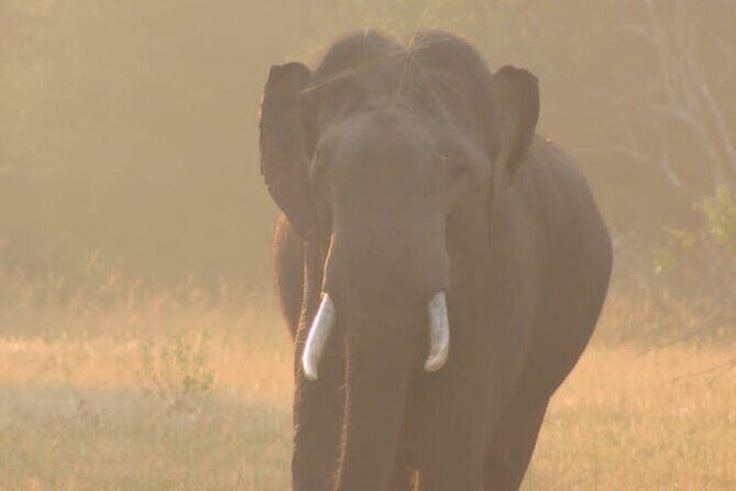 Yala safari Tours Morning /Afternoon /Fullday - Who Should Book This Safari?