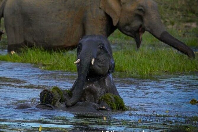 Yala safari Tours Morning /Afternoon /Fullday - FAQs