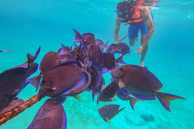 Yalku lagoon and turtles akumal sanctuary - An In-Depth Review of the Tour Experience