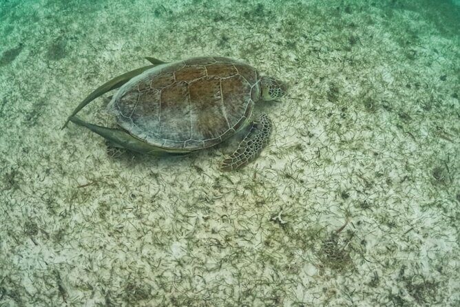 Yalku lagoon and turtles akumal sanctuary - FAQ
