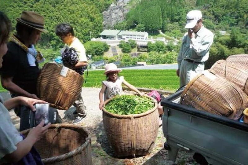 Yame & Kurume Tea Fields & Craft Tour  From Farm to Cup - Who Should Consider This Tour?