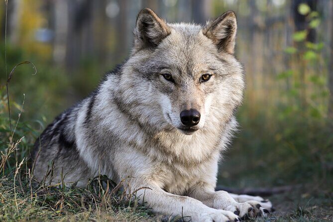 Yamnuska Wolfdog Sanctuary Walk Ticket in Canada - Exploring the Yamnuska Wolfdog Sanctuary: A Genuine Encounter with Wild Dogs