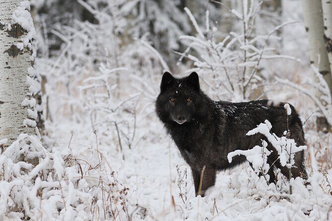 Yamnuska Wolfdog Sanctuary Walk Ticket in Canada - Who Should Consider This Tour?