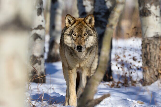 Yamnuska Wolfdog Sanctuary Walk Ticket in Canada - FAQ