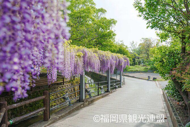 Yanagawa Great Wisteria and Traditional Canal Boat Experience - A Detailed Look at the Experience