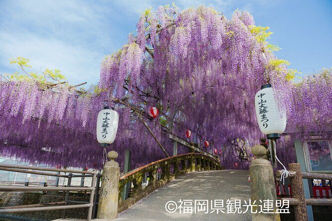 Yanagawa Great Wisteria and Traditional Canal Boat Experience - Who Will Love This Tour?