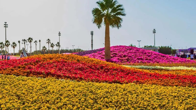 Yanbu: Guided Tour in The City of Springs - Key Points