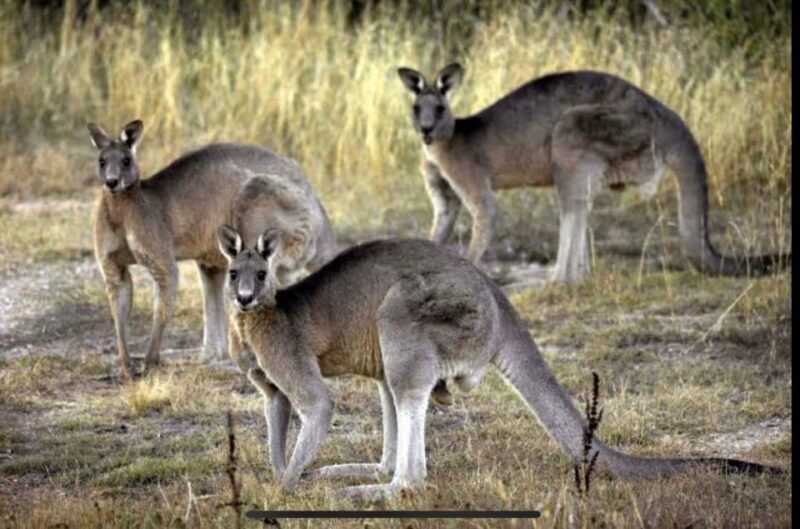 Yarra Valley Foodies Tour with Chandon and Kangaroo Safari! - Sunset Kangaroo Safari: Wildlife in the Wild