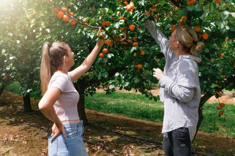 Yarra Valley: Orchard Tractor Tour with Fruit Tasting - The Value of the Tour