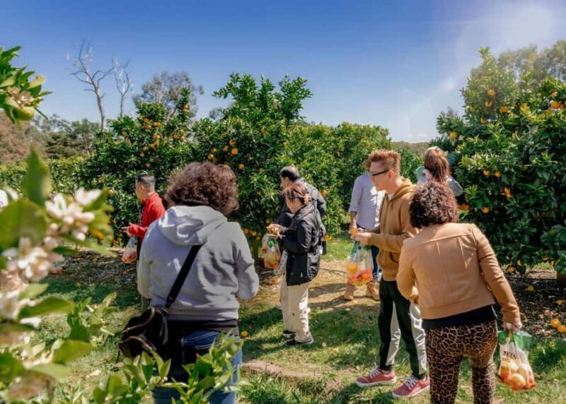 Yarra Valley: Orchard Tractor Tour with Fruit Tasting - Practical Tips for Visitors