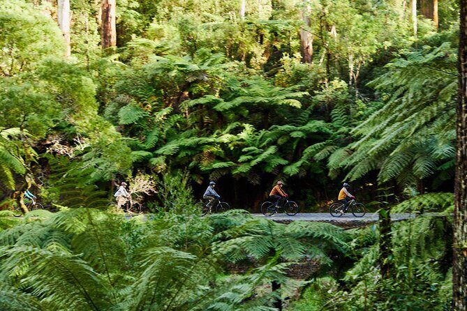 Yarra Valley Redwood Forest Mountain Bike Adventure - A Closer Look at the Yarra Valley Redwood Forest Mountain Bike Experience