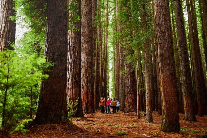 Yarra Valley Redwood Forest Mountain Bike Adventure - Who Should Consider This Tour?