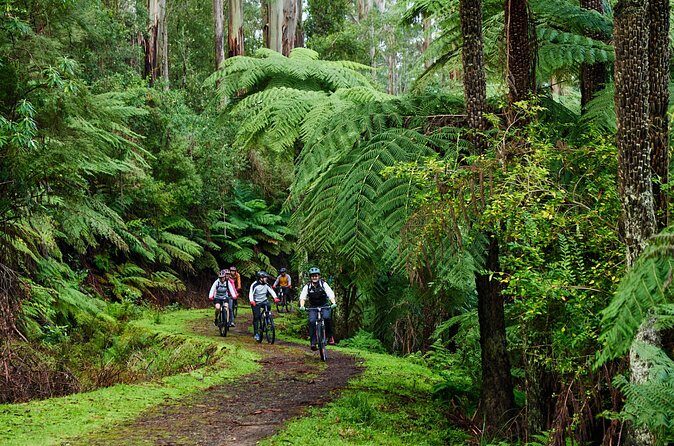 Yarra Valley Redwood Forest Mountain Bike Adventure - Final Thoughts