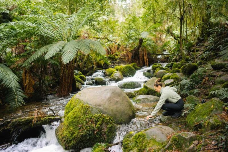 Yarra Valley: Redwood Forest Mountain Bike Adventure - Introduction: Why This Tour Might Be Your Next Adventure