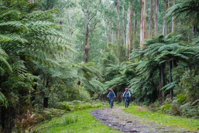 Yarra Valley: Redwood Forest Mountain Bike Adventure - What We Loved About the Redwood Forest Mountain Bike Adventure