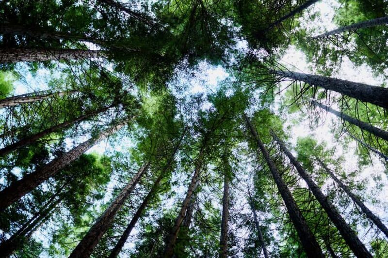 Yarra Valley: Redwood Forest Mountain Bike Adventure - Final Thoughts: Who Will Love This Experience?