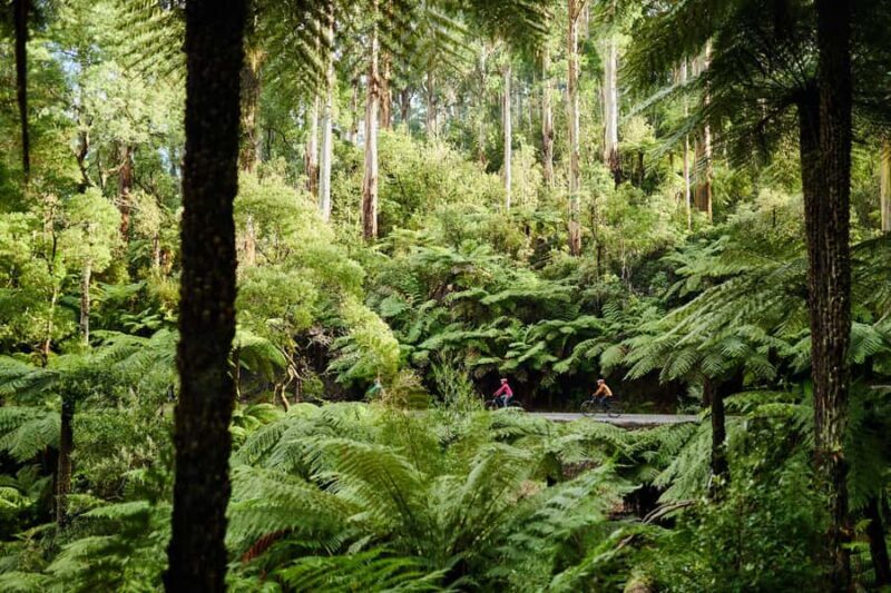 Yarra Valley: Redwood Forest Mountain Bike Adventure - FAQs