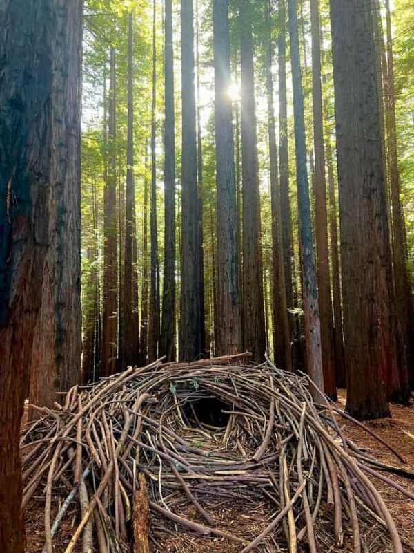 Yarra Valley | Redwoods, Wildlife, Wine, Chocolate - A Full Day of Yarra Valley Wonders