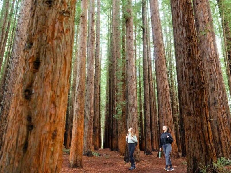 Yarra Valley | Redwoods, Wildlife, Wine, Chocolate - Why This Tour Offers Good Value