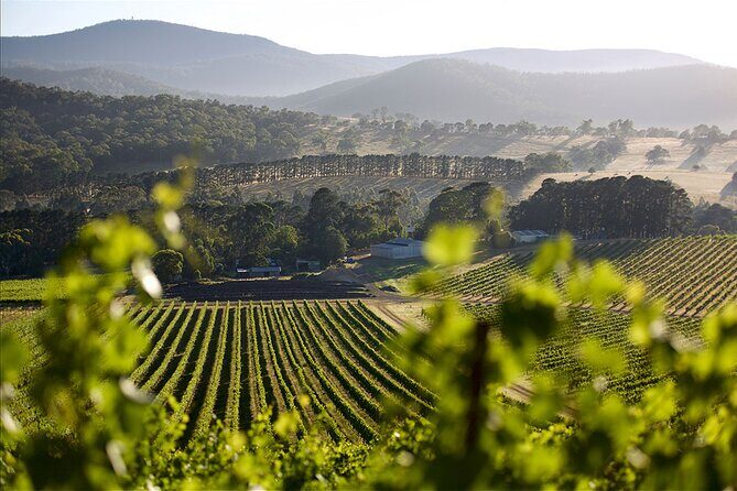 Yarra Valley Small Group with Lunch and Gin Tasting Four Pillars - What the Reviews Say (Even if Limited)