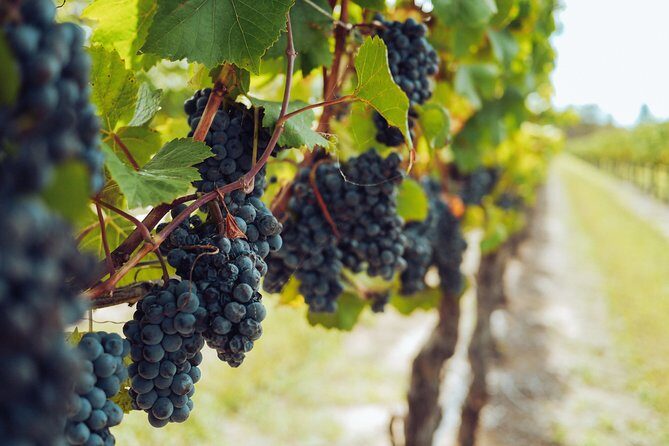 Yarra Valley Small Group with Lunch and Gin Tasting Four Pillars - FAQ