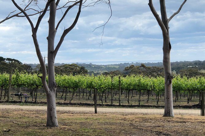 Yarra Valley Wine Tour inc lunch with a glass of wine, tastings and chocolate - Key Points