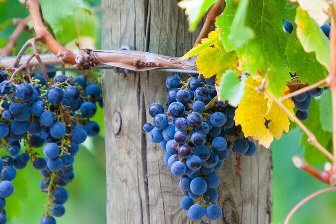 Yarra Valley Wine Tour inc lunch with a glass of wine, tastings and chocolate - Final Thoughts: Is This Tour Worth It?