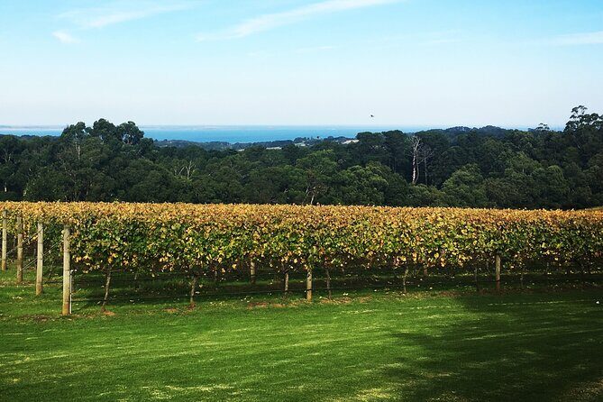Yarra Valley Wine Tour inc lunch with a glass of wine, tastings and chocolate - FAQ