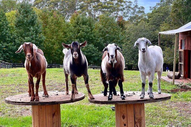 Yarramalong Valley Horse Farm Tours - An In-Depth Look at Yarramalong Valley Horse Farm Tours