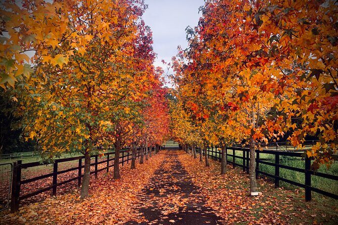 Yarramalong Valley Horse Farm Tours - Authentic Experiences and Honest Impressions