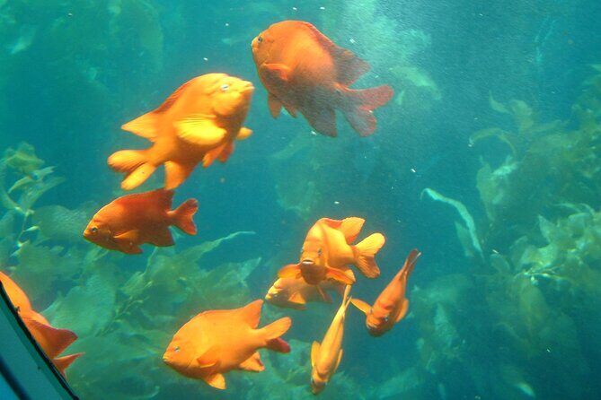 Yellow Semi-Submarine Tour of Catalina Island From Avalon - Frequently Asked Questions