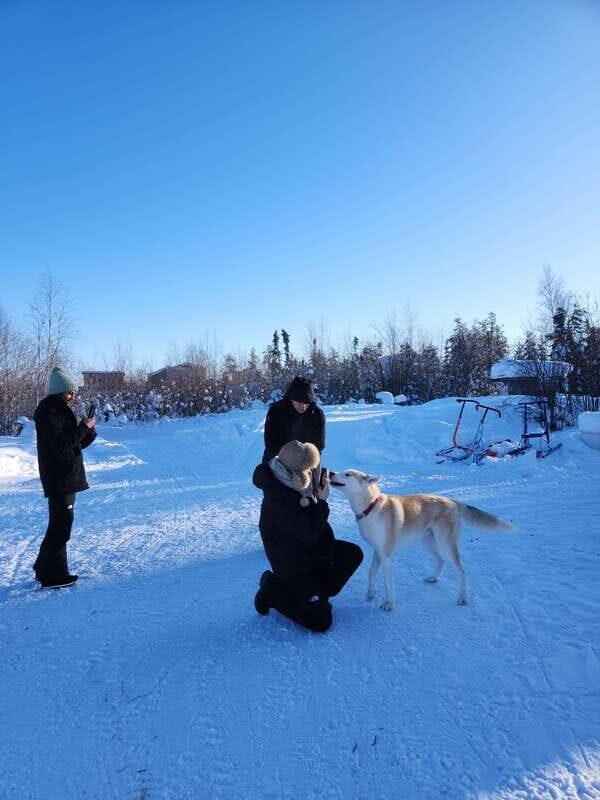 Yellowknife: Dog Sledding Tour - Key Points