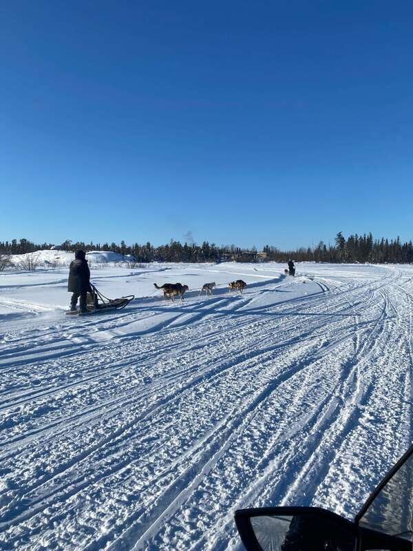 Yellowknife: Dog Sledding Tour - An In-Depth Look at the Experience