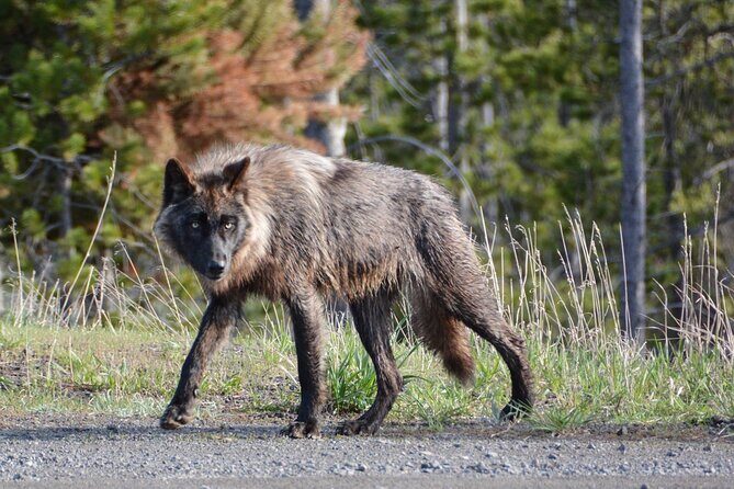 Yellowstone For Kids Family Fun Tour w/PU in West Yellowstone - FAQs About the Yellowstone For Kids Family Fun Tour