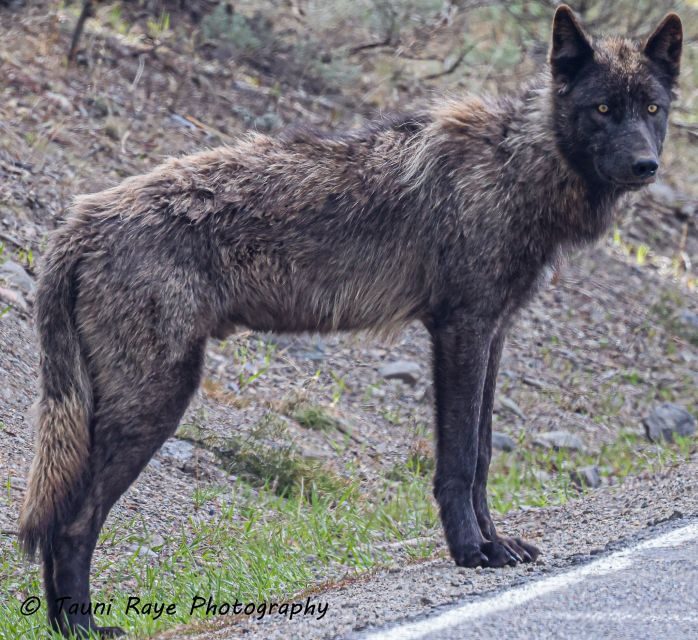 Yellowstone: Full-Day Private Guided Tour by Car with Lunch - Why Our Reviewers Love This Tour