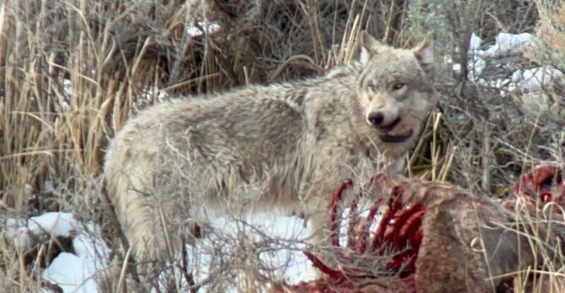 Yellowstone: Full-Day Private Guided Tour by Car with Lunch - The Value of a Guided Private Tour