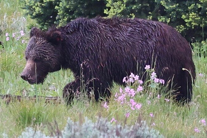 Yellowstone Full Day Tours - Key Points