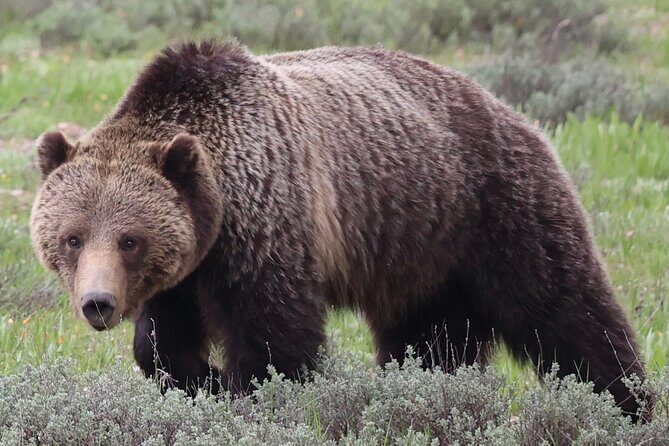 Yellowstone Full Day Tours - Who Should Consider This Tour?