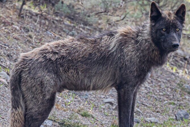 Yellowstone Full-Day Upper Loop Wildlife Adventure w/Lunch - An In-Depth Look at the Yellowstone Wildlife Adventure