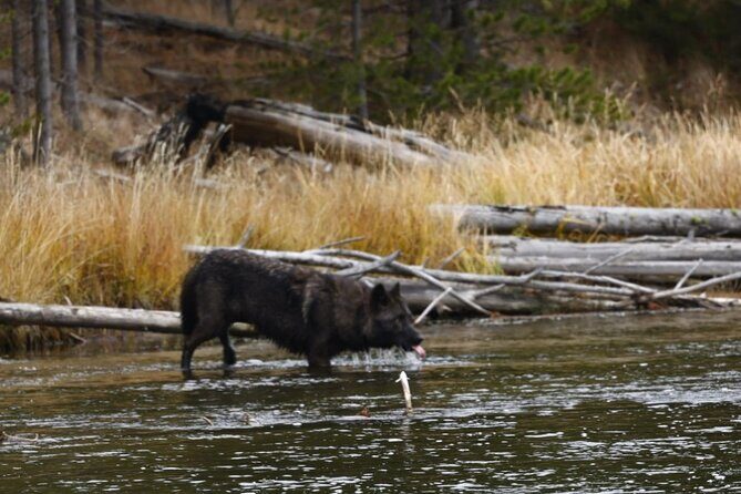 Yellowstone Full-Day Upper Loop Wildlife Adventure w/Lunch - FAQs