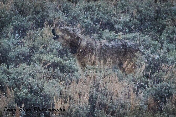 Yellowstone Full-Day Upper Loop with Wildlife Adventure w/Lunch - Exploring Yellowstone’s Upper Loop: Whats in Store?