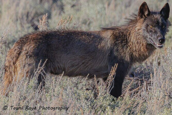 Yellowstone Full-Day Upper Loop with Wildlife Adventure w/Lunch - Pricing and Value