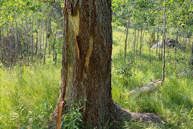 Yellowstone Full-Day Upper Loop with Wildlife Adventure w/Lunch - An Honest Look at the Experience
