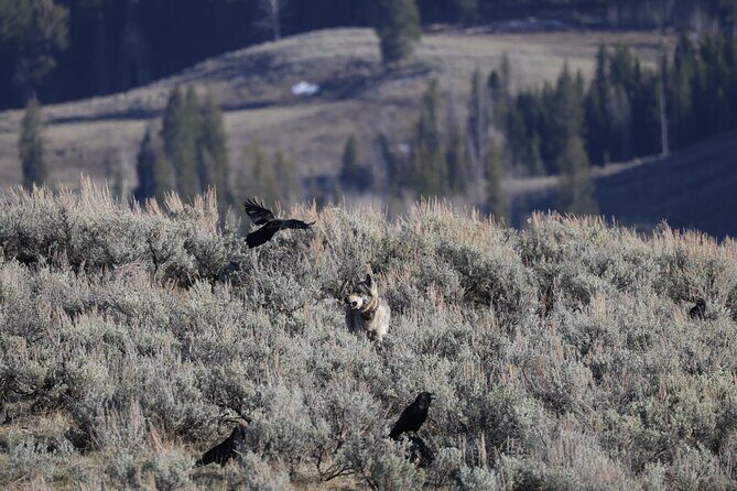 Yellowstone Full-Day Upper Loop with Wildlife Adventure w/Lunch - Frequently Asked Questions