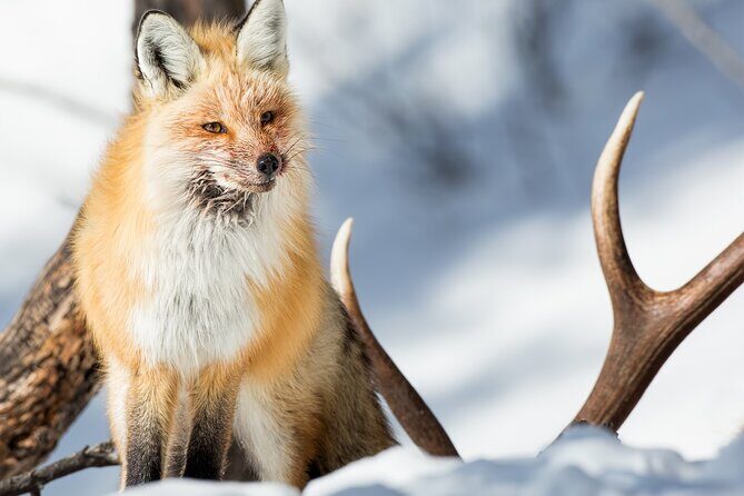 Yellowstone Full Day Winter Tour (With Optional Hike or Snowshoe) - Exploring Yellowstone in Winter: A Review of the Full Day Tour with Good Trip Adventures