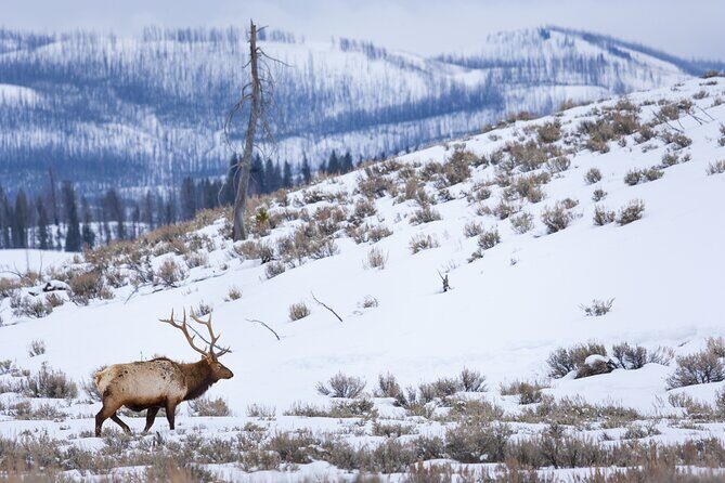 Yellowstone Full Day Winter Tour (With Optional Hike or Snowshoe) - What Sets This Tour Apart?